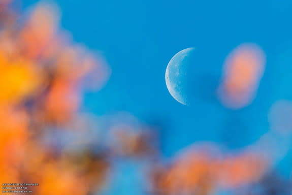 Astrophotographer Göran Strand sent in a photograph of the moon in Sweden seen between tree branches. Image submitted Sept. 29, 2013.