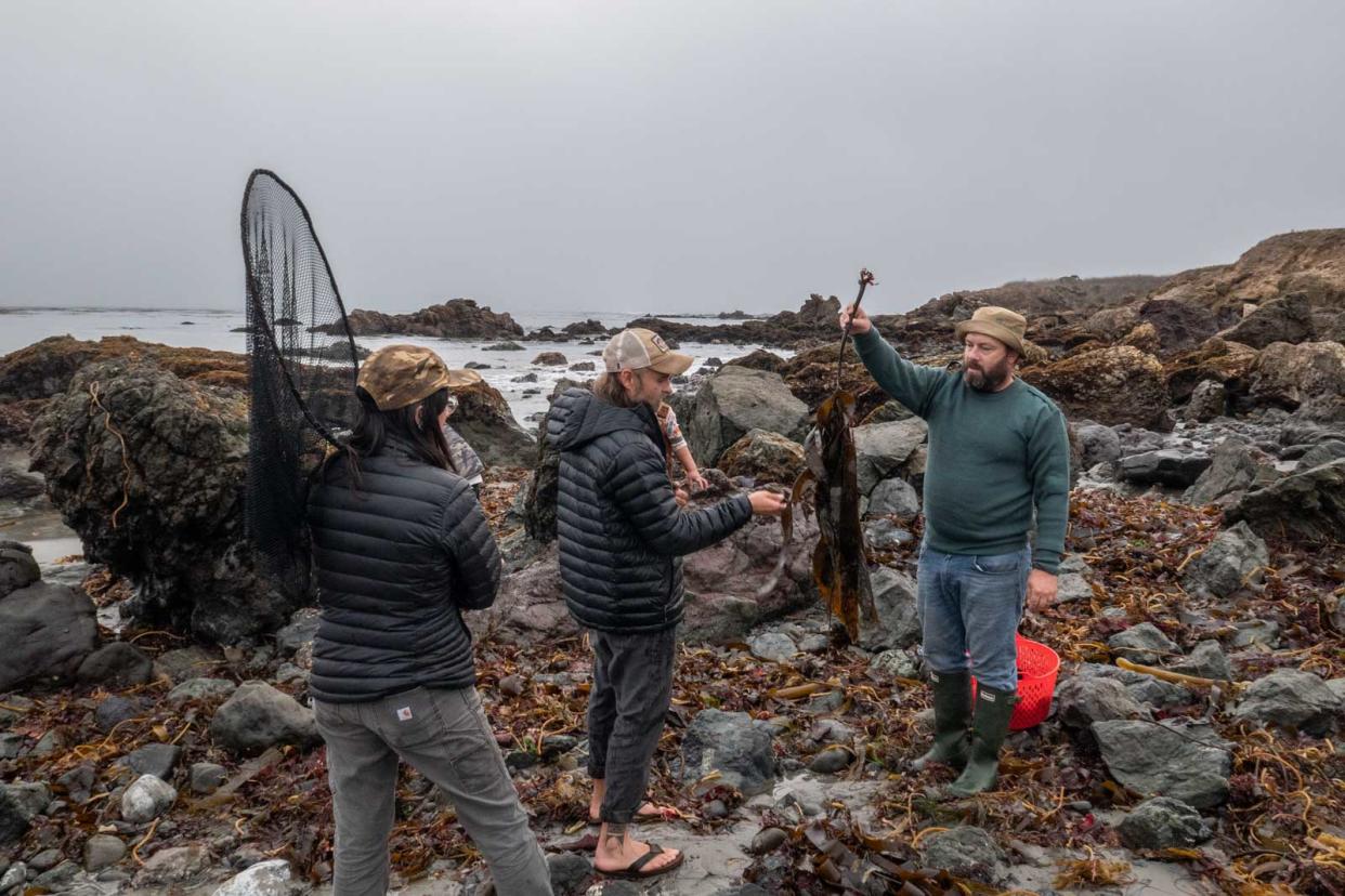 Seaweed foraging in Cayucos