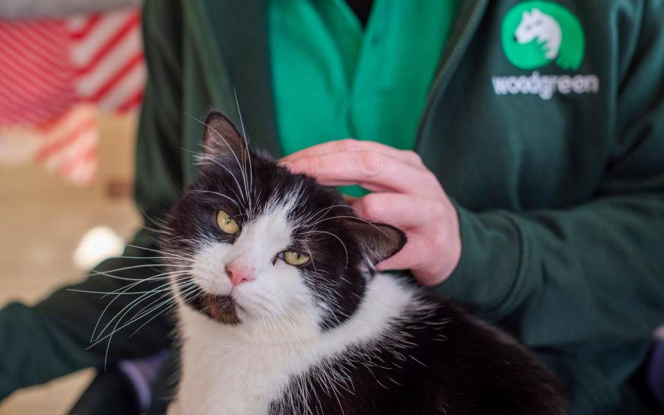 Animals are being offloaded at 'unmanageable' levels, says the RSPCA