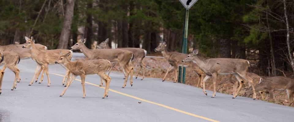 Whitetail Deer Crossing a Road in the Ozarks