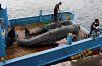 FILE PHOTO : Captured short-finned pilot whales are seen on the deck of a whaling ship at Taiji Port in Japan's oldest whaling village of Taiji