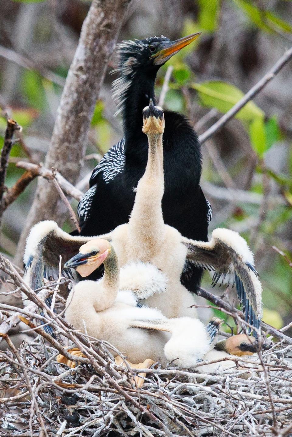 An anhinga sits on a nest with its young at the J.N. “Ding”  Darling National Wildlife Refuge’s Bailey Tract  recently.  It is nesting season for wading birds in Southwest Florida. 