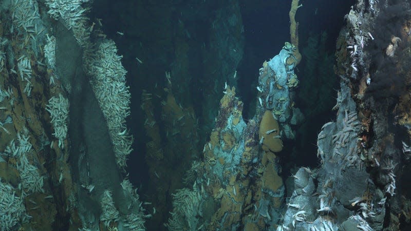 Water is expelled at the vents through large stacks called chimneys; the tallest of these chimneys the researchers observed was more than 65 feet (20 meters) high.