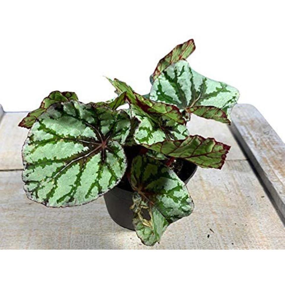 Begonia Rex