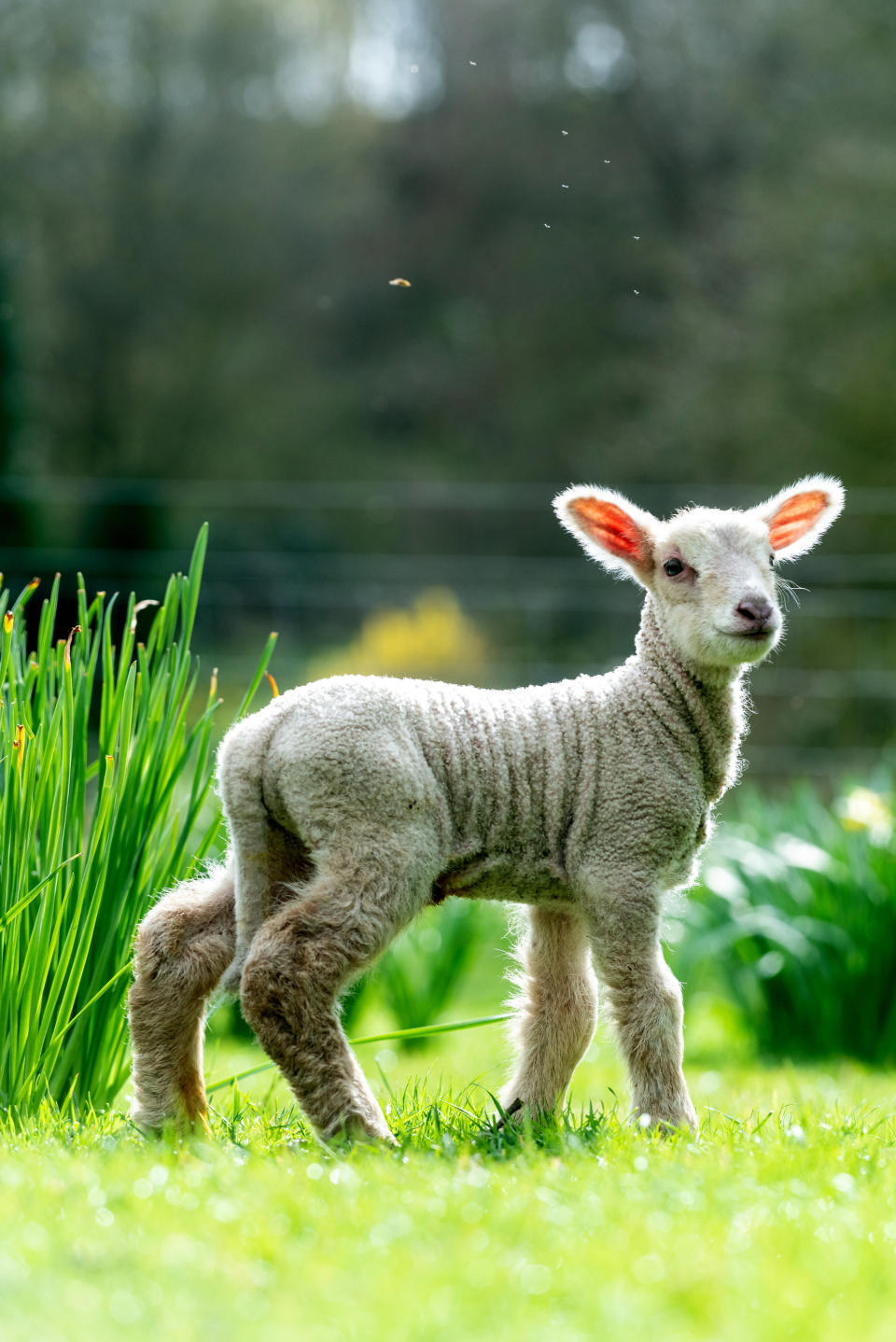 A day-old lamb explores new surroundings on the vernal equinox, which this year falls on March 20, at Coombes Farm in Lancing, England. (Photo: Andrew Hasson via Getty Images)