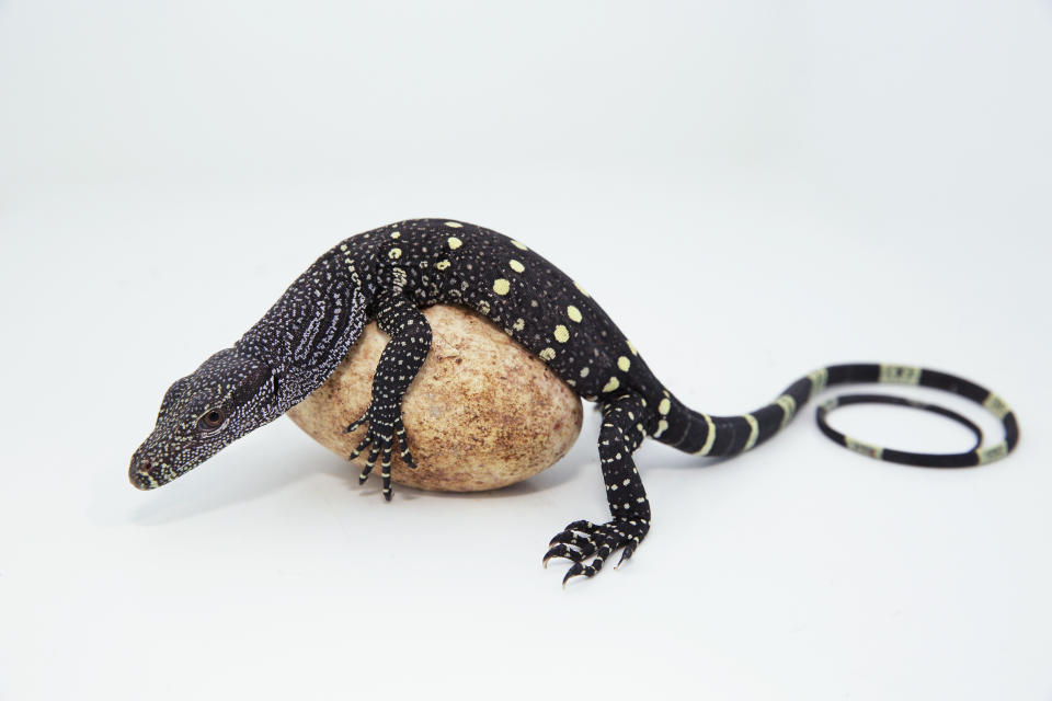 Singapore Zoo saw its first two successful crocodile monitor hatchlings in November last year. (PHOTO: WRS)