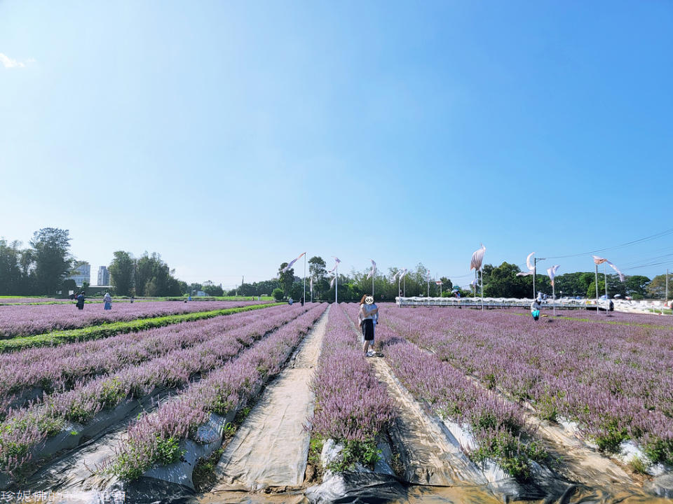 2022桃園仙草花節～仙茶之舞