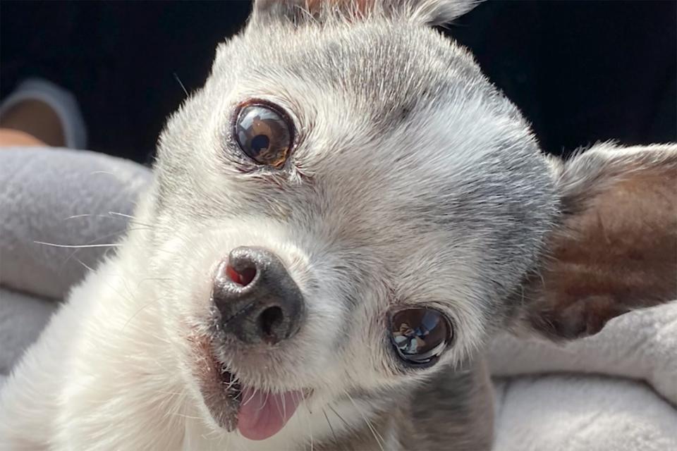 close up portrait of the singing Chihuahua