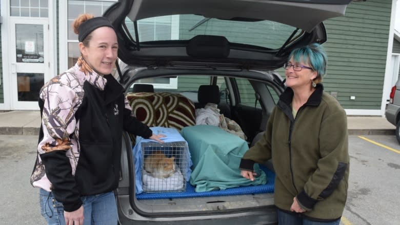 9 lives: How Cat Rescue Maritimes continues to soldier on