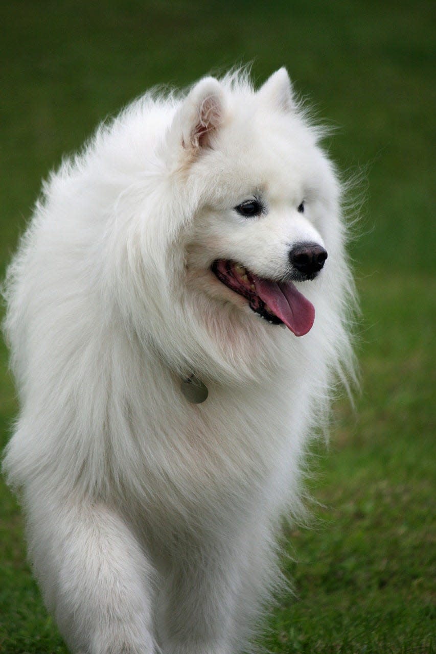 Photo of a Samoyed breed dog