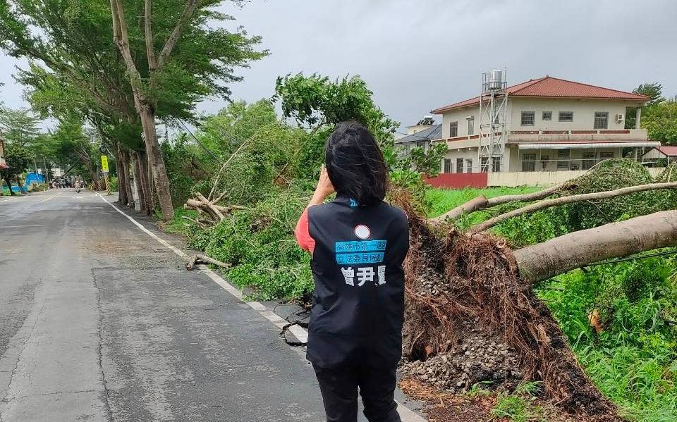 曾尹儷在美濃看到大樹連根淺露倒地。   圖：曾尹儷提供