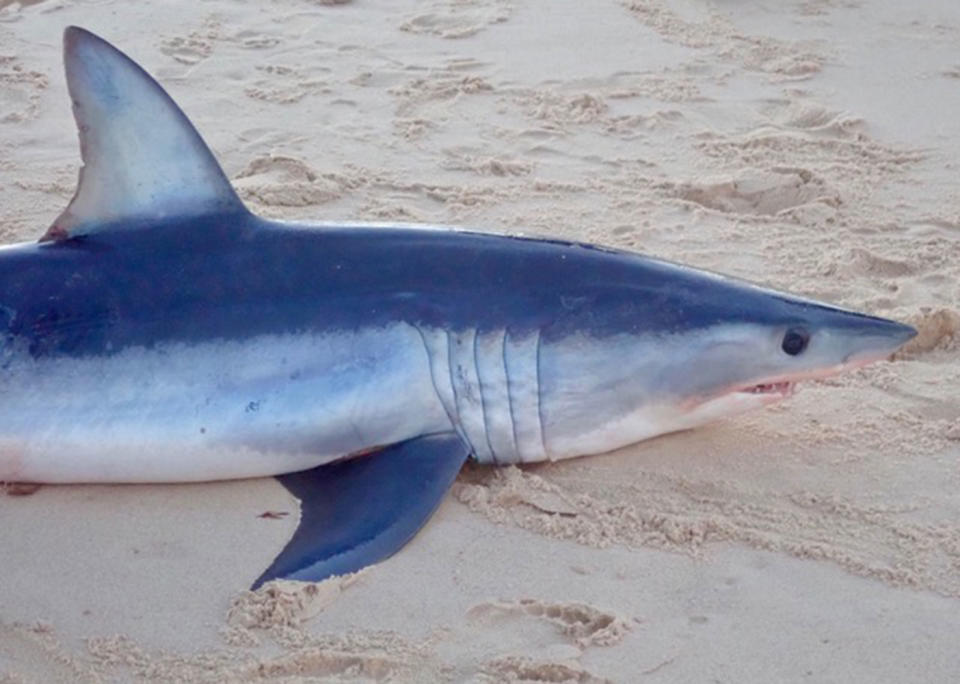 A dead three-metre shark washed up on Bondi Beach early on Saturday morning. Source: <span class="caption cid-7"><span>Bondi Surf Club</span></span>