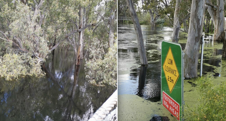 Murrumbidgee River is flooded in an area where a teenage boy drowned.