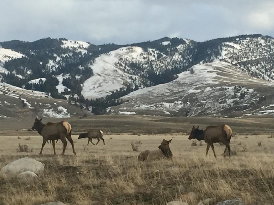 Elk are found throughout Gardiner, Montana, and Yellowstone’s Mammoth Hot Springs.