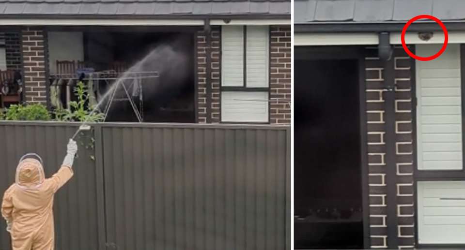 Left, The Sydney man sprays onto the neighbour's wasp nest with an unknown substance over the fence in Sydney. Right, the wasp nest circled in red on the property. 