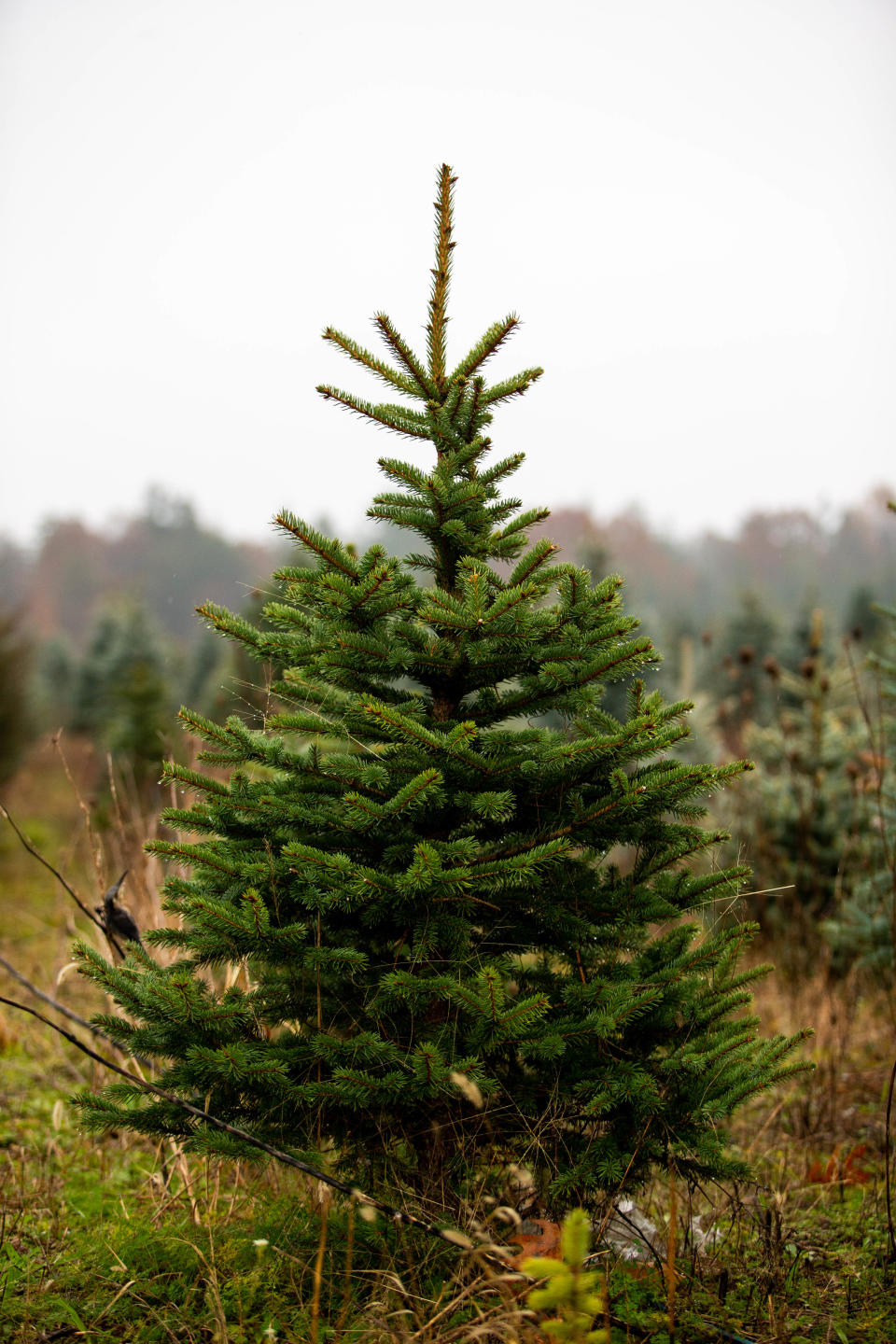 While drought has plagued the Christmas tree supply across various parts of the country, this season has been a jolly one for West Michigan farms.