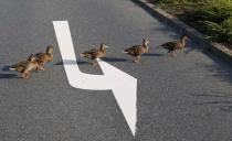 Ducks cross a street near the headquarters of German car manufacturer Opel in Ruesselsheim, in this August 22, 2013 file picture. In recent weeks, the economy that proud German politicians have taken to describing as a "growth locomotive" and "stability anchor" for Europe, has been hit by a barrage of bad news that has surprised even the most ardent Germany sceptics. The big shocker came on August 14, 2014, when the Federal Statistics Office revealed that gross domestic product (GDP) had contracted by 0.2 percent in the second quarter. Picture taken august 22, 2013. TO MATCH STORY GERMANY-ECONOMY/ REUTERS/Ralph Orlowski/Files (GERMANY - Tags: ANIMALS ENVIRONMENT)