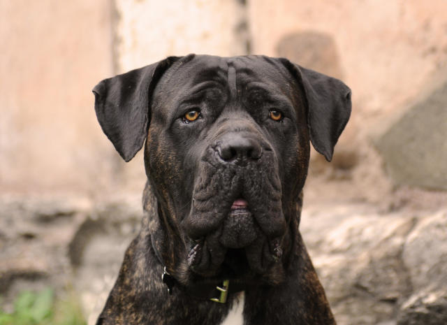 Huge Cane Corso's Annoyance Over Parents Putting up a Baby Gate Is