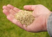 <body> <p>Check the lawn for any damaged and sparse areas that have appeared over summer. Patch gaps with <a rel="nofollow noopener" href=" http://www.bobvila.com/articles/how-to-plant-grass-seed/?bv=yahoo" target="_blank" data-ylk="slk:fresh grass seed;elm:context_link;itc:0;sec:content-canvas" class="link ">fresh grass seed</a>, to allow a new lawn to get established before winter dormancy.</p> <p><strong>Related: <a rel="nofollow noopener" href=" http://www.bobvila.com/slideshow/winterize-your-lawn-and-garden-in-7-steps-48029?bv=yahoo" target="_blank" data-ylk="slk:Winterize Your Lawn and Garden in 7 Steps;elm:context_link;itc:0;sec:content-canvas" class="link ">Winterize Your Lawn and Garden in 7 Steps</a> </strong> </p> </body>