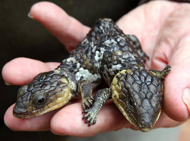 An unnamed two headed bobtail lizard, a type of skink, is seen at its new reptile park home at Henley Brook on April 22, 2010 in Perth, Australia. The two-headed reptile was rescued from Coogee by the Park and appears to be doing well, despite the life expectancy of such mutated births to be short. It eats from both heads but the larger head has also tried to attack the smaller one, and its movement is difficult as both heads control its back legs. It also has a healthy sibling without any mutation. Bobtails give birth to live offspring, rather than laying eggs. (Photo by Paul Kane/Getty Images)