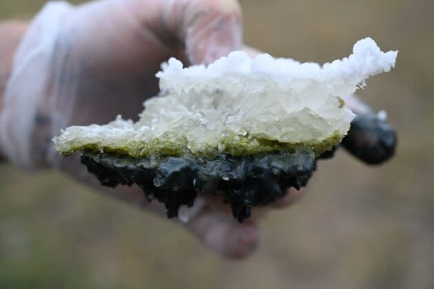 University of Washington researcher Sebastian Haas holds a piece of the salt crust from Last Chance Lake with green algae in the middle and black sediment at the bottom. (UW Photo / David Catling)