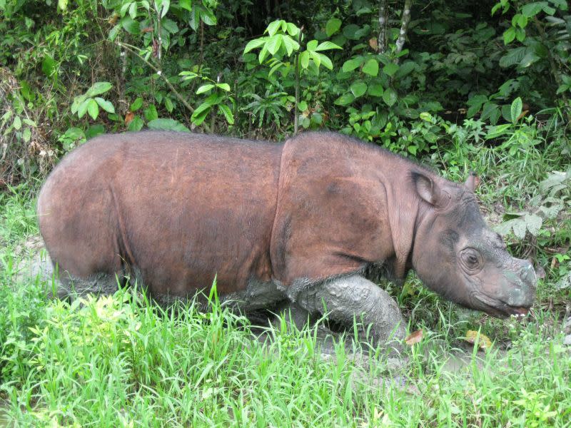 The threat of extinction of the Sumatran rhino is very real, with just over 100 left in Indonesia. ― Picture courtesy of Borneo Rhino Alliance