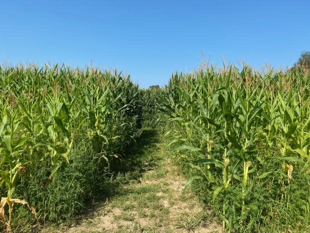 A 10-acre corn maze designed by the Ford IT Design Team will be open at Maybury Farm on weekends through Oct. 29.