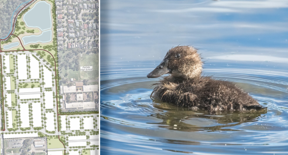 The development will see the duck's habitat partially filled in. Source: Development Victoria / Nalinis Wildlife Photography