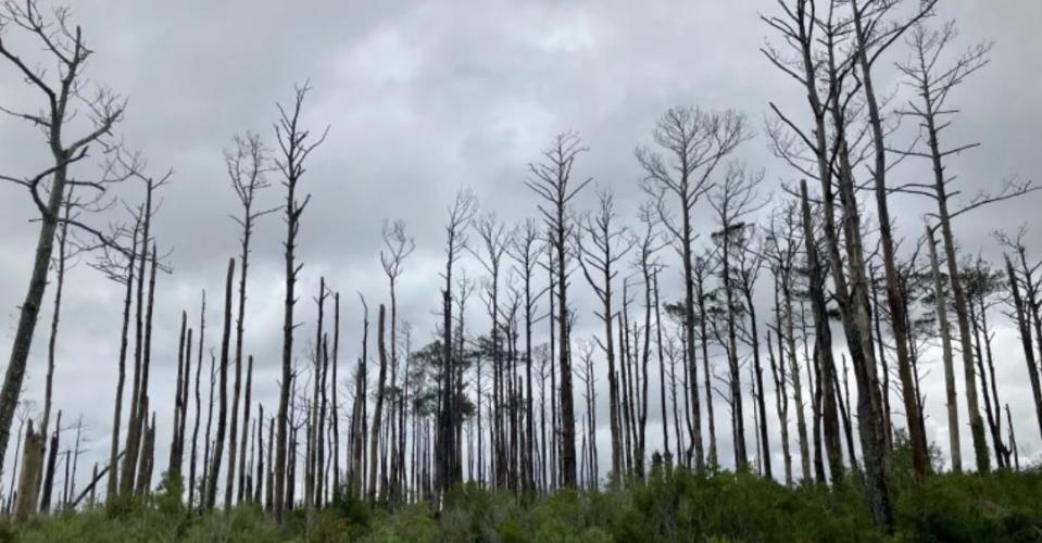 A ghost forest between the communities of Stacy and Davis on the Down East peninsula in July, the peak of summer. Jack Igelman / Carolina Public Press