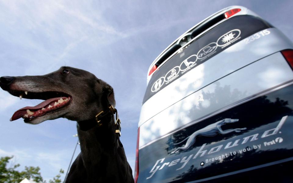 FirstGroup Greyhound - REUTERS/Luke MacGregor/File Photo