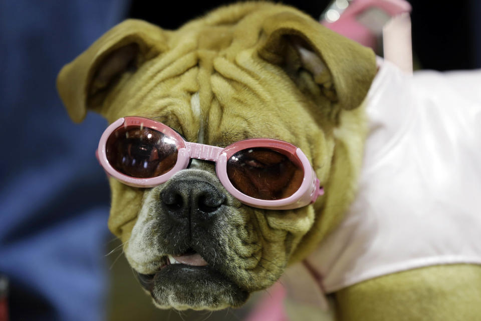 Harley waits to be judged during the 34th annual Drake Relays Beautiful Bulldog Contest, Monday, April 22, 2013, in Des Moines, Iowa. The pageant kicks off the Drake Relays festivities at Drake University where a bulldog is the mascot. (AP Photo/Charlie Neibergall)