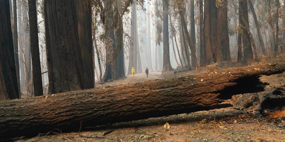 california wildfires big basin redwoods state park