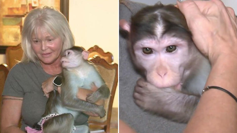 A woman is fighting to keep her three pet monkeys, which she claims are support animals. Source: KMOV4.