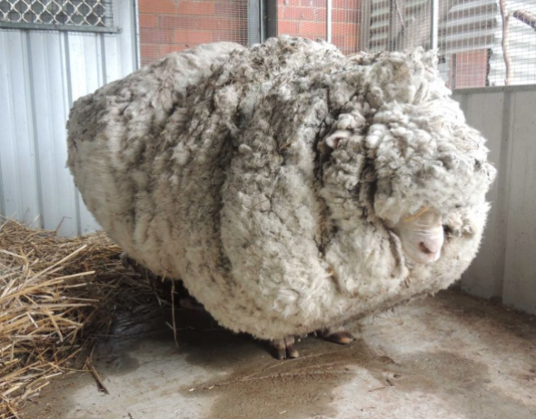 Overgrown sheep has record-breaking 40kg fleece removed