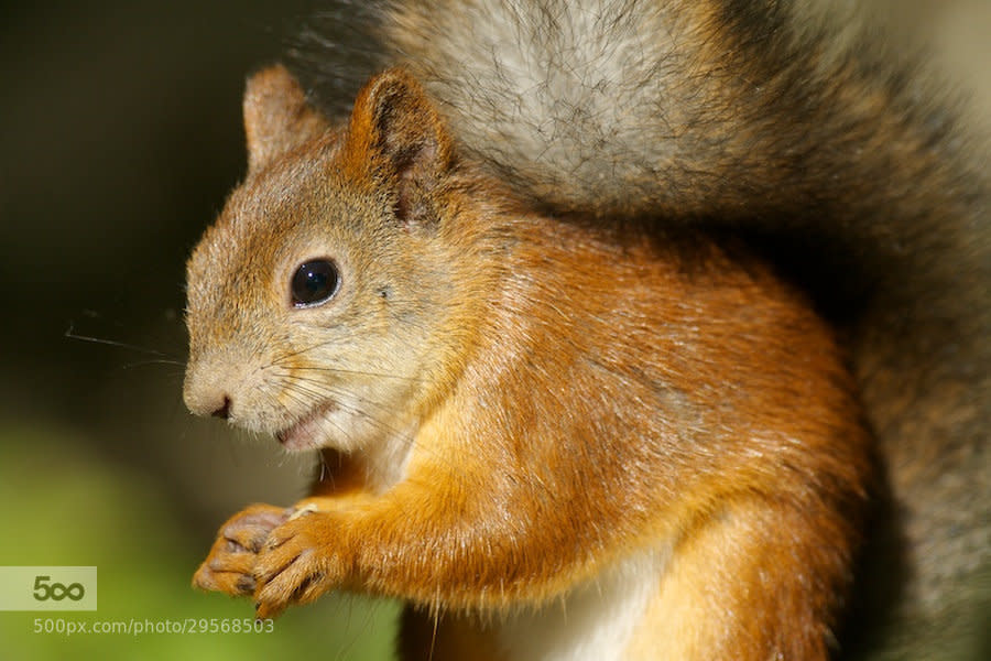 Red Squirrel in Helsinki, Finland.