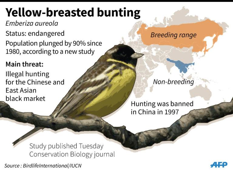 Graphic on the yellow-breasted bunting, a once-common bird being hunted to near extinction according to a study published Tuesday