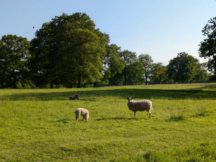 A photo of some sheep in a field.