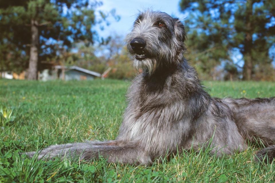 Scottish Deerhound laying in grass