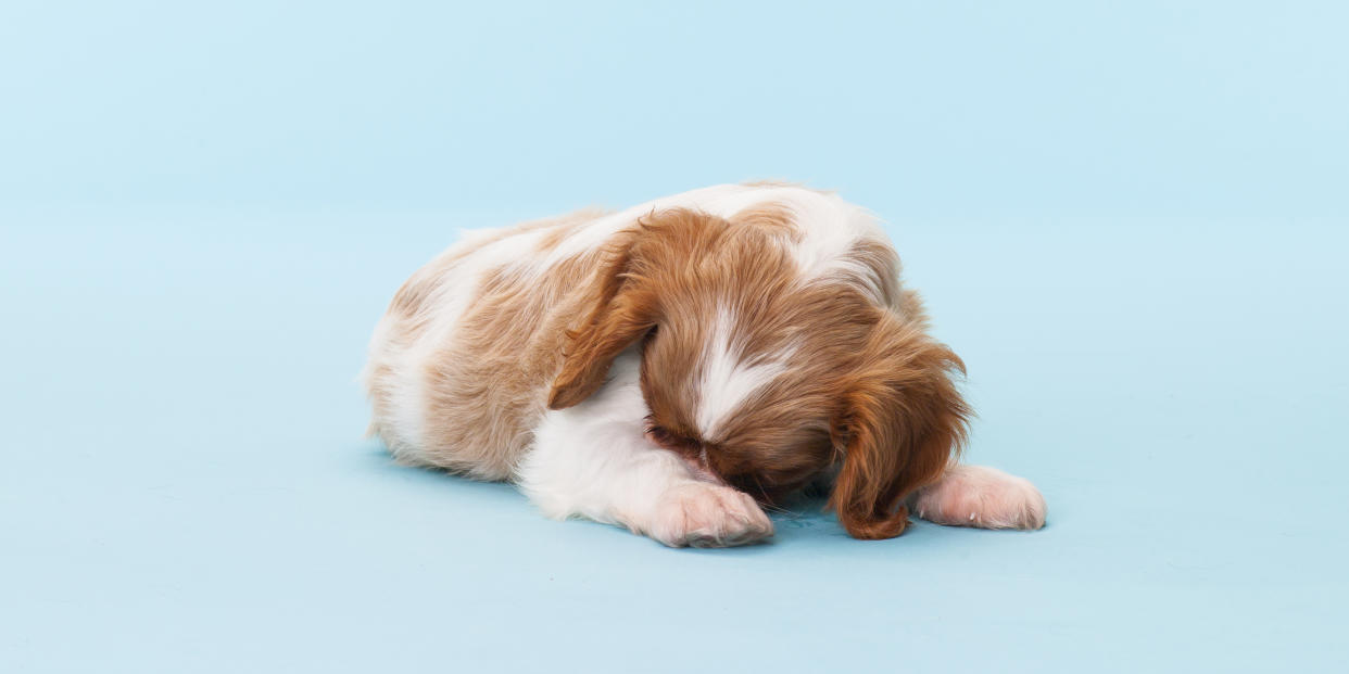 Keep your pup calm during scary, stormy nights. (Photo: Getty)