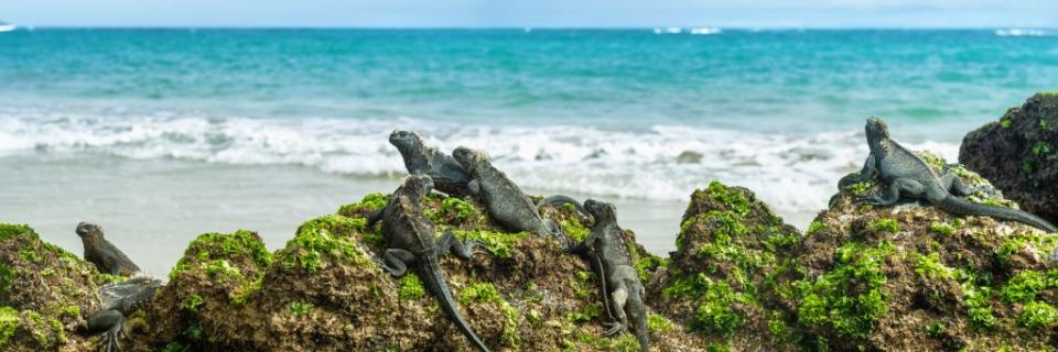 Marine iguanas, like water bearers, are hyperindependent anomalies. Maridav – stock.adobe.com