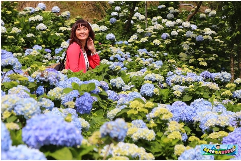 新北市萬里｜高家繡球花