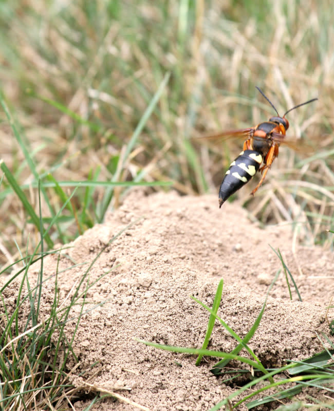 Cicada killer flying away from its burrow.<p>chiptape/Getty Images</p>