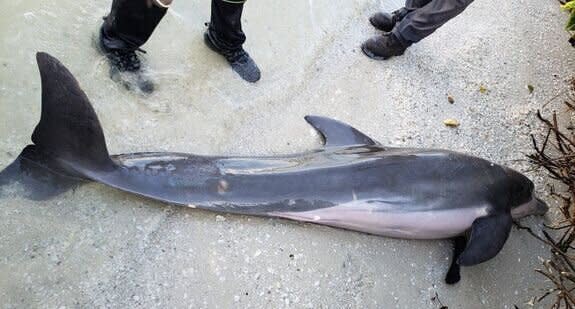 The male dolphin washed up on a Florida beach. Source: Facebook Florida Fish and Wildlife Conservation Commission