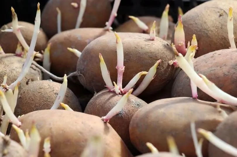 Sprouted seed potatoes with sprouts