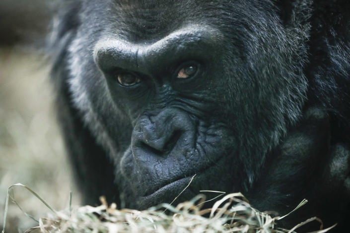 FILE - This Dec. 15, 2016, photo shows Colo, a Western Gorilla, as she rested in her enclosure at the Columbus Zoo, in Columbus, Ohio. Colo died in March of 2017. It's been a challenging year that began on Jan. 1, 2021, the first day of famed zookeeper Jack Hanna's retirement — after 42 years as the beloved celebrity director-turned-ambassador of the nation’s second-largest zoo. But the Association of Zoos and Aquariums' president predicts incoming CEO Tom Schmid can bring the zoo “roaring back.” (AP Photo/John Minchillo, File)