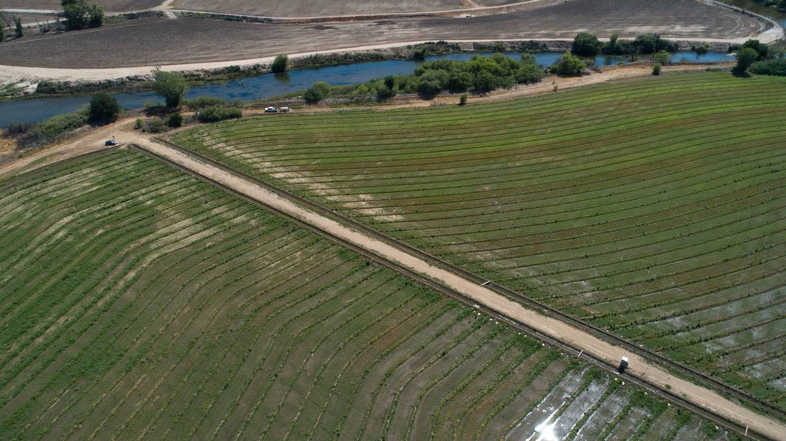 Tuolumne River passes through newly planted Dos Rios Ranch near Modesto, Calif., on Friday, May 7, 2021. River Partners has planted more than 350,0000 native trees and shrubs so far as part of the restoration of river habitat and flood plain.