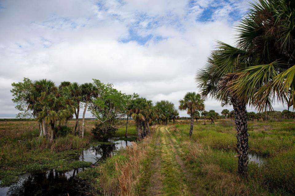 More than 1000 acres of willow and other woody shrubs has been removed to aid in the recovery of the marsh and prairies at Corkscrew Swamp Sanctuary. The prairie is home to an abundant amount of wildlife including wading birds and a host of other critters. The willow and other woody shrubs was choking out the prairie 