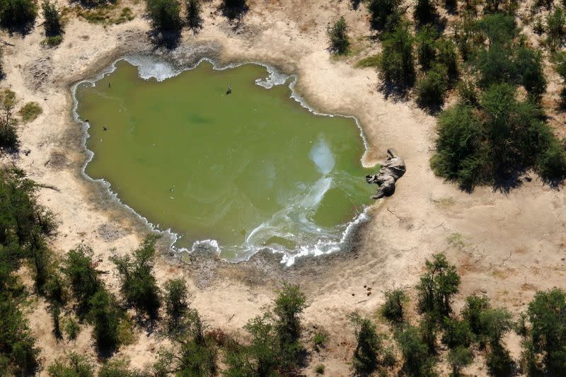 A dead elephant is seen in this undated handout image in Okavango Delta