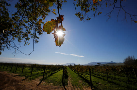 <p>Morning sun shines on vineyards at the Vergenoegd wine estate near Cape Town, South Africa, May 20, 2016. (REUTERS/Mike Hutchings) </p>