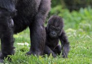 BRISTOL, ENGLAND - MAY 04: Bristol Zoo's baby gorilla Kukena takes some of his first steps as he ventures out of his enclosure with his mother Salome at Bristol Zoo's Gorilla Island on May 4, 2012 in Bristol, England. The seven-month-old western lowland gorilla is starting to find his feet as he learns to walk having been born at the zoo in September. Kukena joins a family of gorillas at the zoo that are part of an international conservation breeding programme for the western lowland gorilla, which is a critically endangered species. (Photo by Matt Cardy/Getty Images)